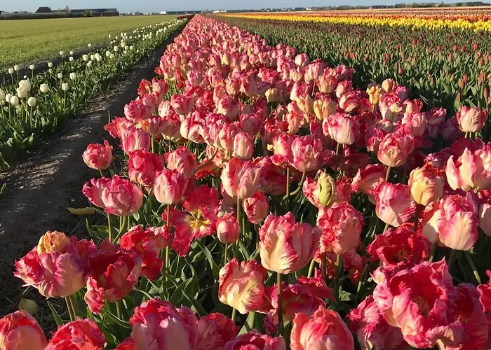 New! Nightglow Residency 住宿加早餐酒店 4*